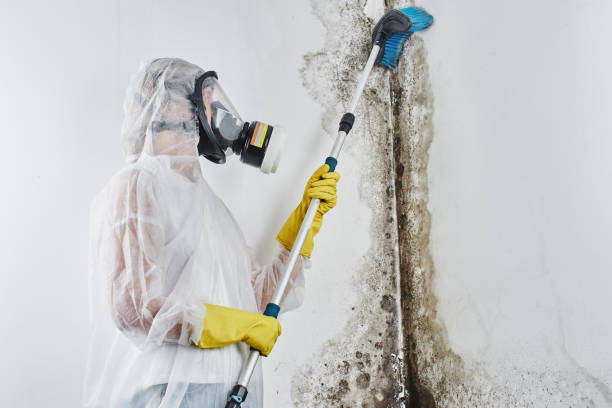 Home Mold Removal in Lone Grove, OK
