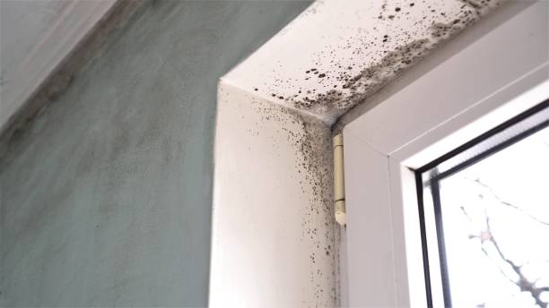 Best Local Mold Removal Service  in Lone Grove, OK