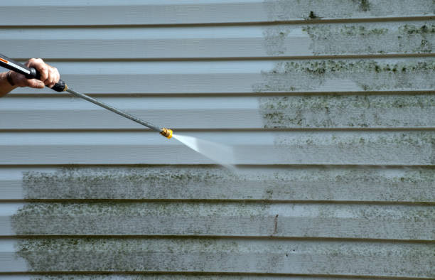 Best Home Mold Removal  in Lone Grove, OK