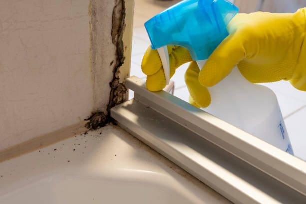 Best Mold Cleaning Services  in Lone Grove, OK