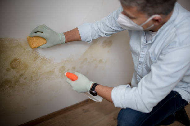 Best Attic Mold Removal  in Lone Grove, OK