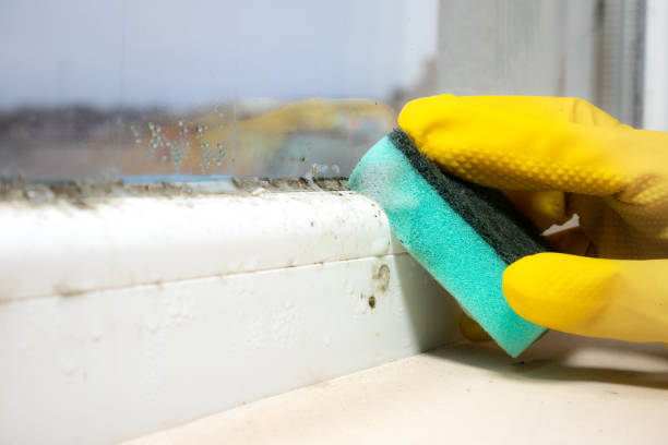 Attic Mold Removal in Lone Grove, OK