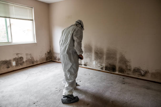 Best Toxic Mold Removal  in Lone Grove, OK